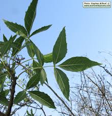Image result for Fraxinus angustifolia