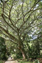 Image result for Albizia petersiana