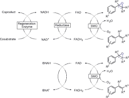 Simplified regeneration of SMOs (bottom) replacing the natural...