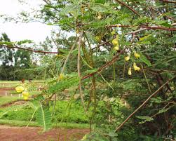 Image result for Sesbania sesban