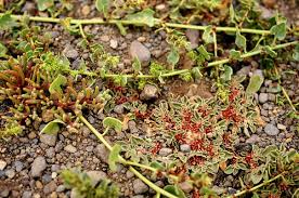 Image result for Arthraerua leubnitziae