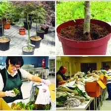 Cloeziana, e this risk assessment estimates the likelihood that exotic pests will be introduced into the united states as a direct result of the importation of. Pdf Live Plant Imports The Major Pathway For Forest Insect And Pathogen Invasions Of The Us