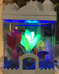 The type of heating you choose will be determined by the type of fish and other inhabitants in your tank. Robert S First Pet Fish From Petsmart Stylish Cravings