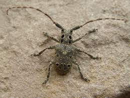 Western Ukraine Mesosa Curculionoides Arthropods Bug Identification Ukraine