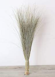 Preserved Green Dune Grass Sea Grass Decor Grass Decor Pampas Grass Decor