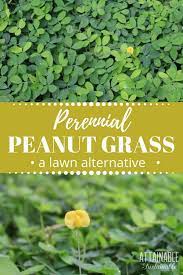 Perennial Peanut Grass An Evergreen Ground Cover Is A Great Lawn Replacement That S Drought Tolerant Mowed Lawn Alternatives Ground Cover Grass Alternative