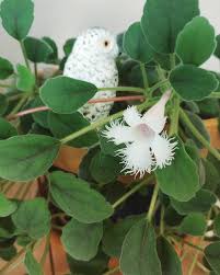 Too much fertilizer can damage plants so it's important to follow the package directions to determine how much, and how often, to feed plants. Alsobia Dianthiflora Lace Flower Vine White Flowers Garden Flowering Vines Plants