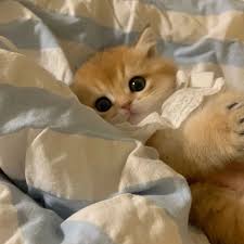 Meow 😻 #cat #kittenlove #instacat #catlover #kittensofinstagram