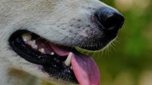 Signs of hemangiosarcoma in dogs. How To Treat Your Dog S Throat Cancer
