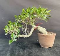 Ficus Bonsai Trees: Ginseng and Retusa Plants at ...