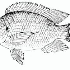 Tilapia is a genus of cichlid fishes endemic to freshwater habitats in southern africa. The Nile Tilapia Oreochromis Niloticus Is An Important Fish For Download Scientific Diagram