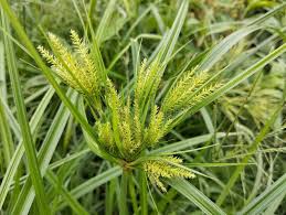 Image result for Cyperus rotundus