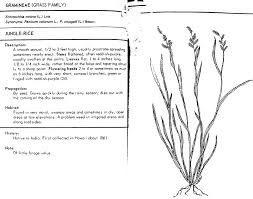 Image result for Echinochloa colona