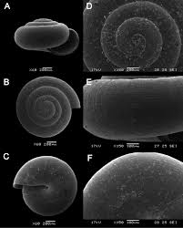 Professional work permit means that an expatriate from another country is highly skilled and is offered a skilled job in malaysia. Land Snails And Slugs Of Bau Limestone Hills Sarawak Malaysia Borneo With The Descriptions Of 13 New Species