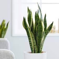 Here's how to care for a snake plant in your home! Buy Mother In Law S Tongue Or Variegated Snake Plant Sansevieria Trifasciata Var Laurentii