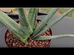 Aloe vera juice is a rich source of antioxidants, which help fight free radicals. Comment Cultiver Une Plante D Aloe Vera A La Maison Truffaut Youtube
