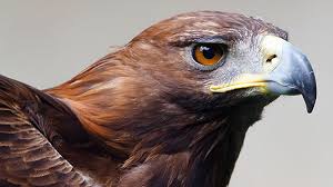 With a dedicated staff of outdoor and southern style enthusiasts, eagle eye offers the very best in outdoor apparel from. Eagle Eyes Ian Wallace Dreams