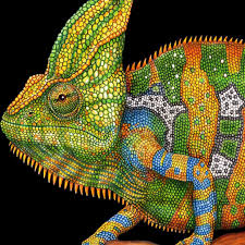 Tim Jeffs Art On Instagram Just Finished My Veiled Chameleon This Is The 3rd In My Series O Color Pencil Drawing Pencil Drawings Colored Pencil Art Projects