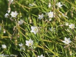 Image result for Spergula