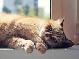 Хозяева с коронавирусом рассказали о странном поведении кошек - МК