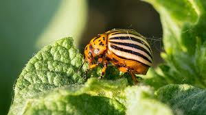 Do not spary on potatoes, tomatoes, peppers, egg plants or any other members of the solanaceae family, as the tobacco spray will kill them too. Potato Bugs How To Wipe Out Leptinotarsa Decemlineata Epic Gardening