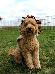 F1b Curly Vs Wavy Coats Brewer S Goldendoodles Sheepadoodles F1b Mini Goldendoodle F1b Goldendoodle Goldendoodle