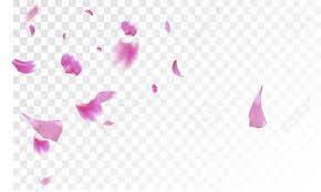 Video search results for animation of falling petals of sakura. Pink Sakura Petals Falling Down Isolated Vector Illustration Royalty Free Cliparts Vectors And Stock Illustration Image 111301565