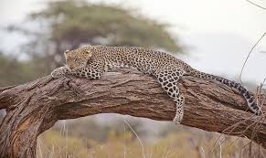Animals That Live In Kenya Mammals And Predators Going On Safari Leopard Facts Animals African Animals