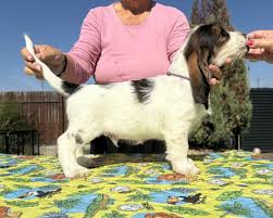 Image result for velký vendéeský hrubosrstý honič