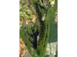 Image result for mospilan prodej