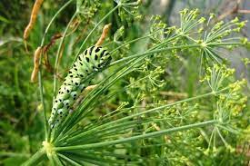 You can harvest the leaves at any time, though dill generally blooms about eight weeks after sowing. Dill Planting Growing And Harvesting Dill Weed In The Garden The Old Farmer S Almanac