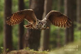 Image result for Bubo