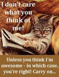 I Dont Care What You Think About Me Pretty Cats Cats Cat Reading
