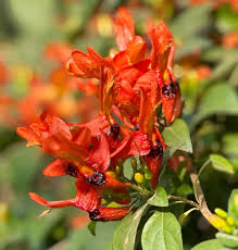 Image result for Ruttya fruticosa