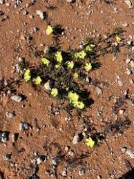 Image result for Grielum