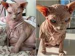 Sphynx cat - Wikipedia