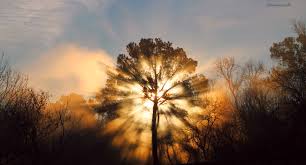 Every tree that doesn't produce good fruit will be cut down and thrown into a fire. A Tree Is Known By Its Fruits Devotions By Chris Hendrix
