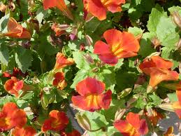 Image result for Phrymaceae