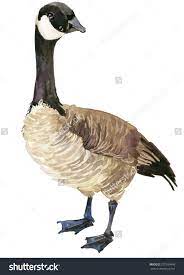 Canadian Goose Watercolor Drawing Goose Bird