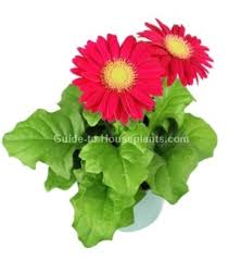 Image result for Gerbera jamesonii