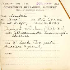 Image result for Dyschoriste trichocalyx