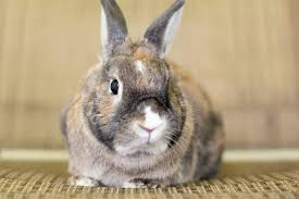 Lapin Nain Caractere Origine Sante Et Alimentation De Cet Animal