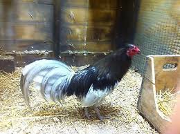 Bird Eggs For Sale Ebay 6 Battlehorse Blue Gamefowl Hatching Eggs Chicken Eggs Pre Sale With Images Hatching Eggs Chicken Eggs Chicken House
