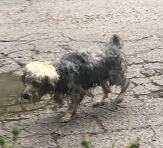 Is anyone missing a friendly male dog in Cedar Creek?