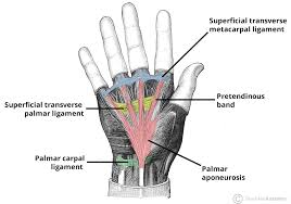 Image result for Normal Anatomic Position of the Hand and Wrist
