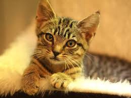 Wir speichern keine kontaktdaten der besitzer. Oberndorf Diese Katzen Suchen Ein Zuhause Oberndorf Umgebung Schwarzwalder Bote