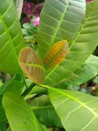 Pokok gajus (anacardium occidentale) riza atiq abdullah bin o.k. Mygarden2u Khasiat Ulam Pucuk Gajus Pucuk Gajus Atau Facebook