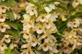 Dendrobium An Orchid Decorates Food On The Plate Cgtn
