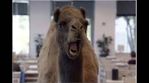 Happier than a camel on wednesday christmas remix is now available. Hump Day Blog A Sphere