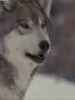 Maybe you would like to learn more about one of these? Wolves Gifs Get The Best Gif On Giphy